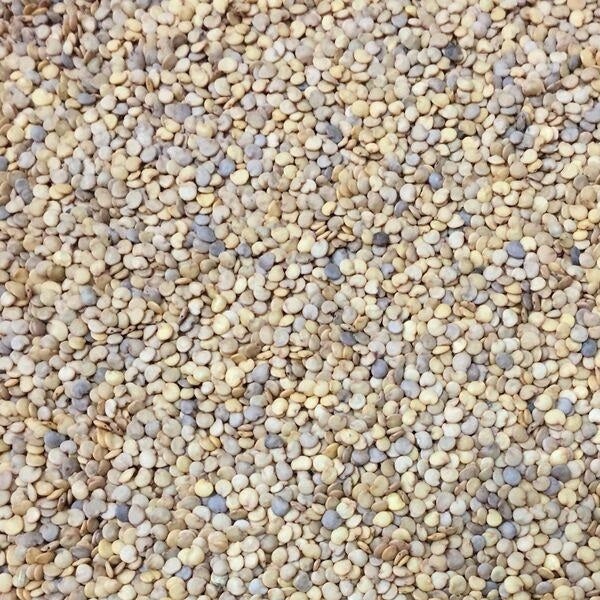 Semillas de berenjena, Casper blanco (100% Heirloom/No Híbrido/No GMO). 10 semillas aproximadamente.