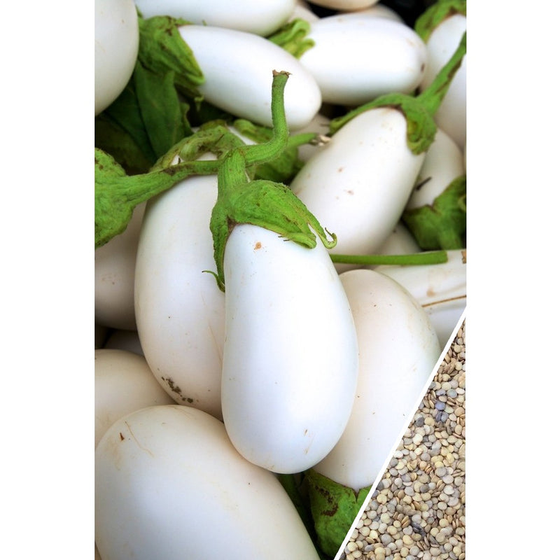 Semillas de berenjena, Casper blanco (100% Heirloom/No Híbrido/No GMO). 10 semillas aproximadamente.