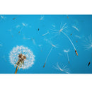 Semillas de planta diente de león. 100 semillas aproximadamente.