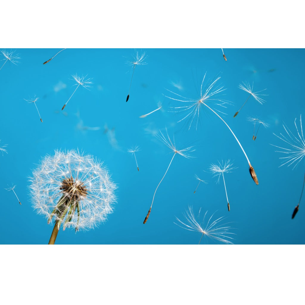 Semillas de planta diente de león. 100 semillas aproximadamente.