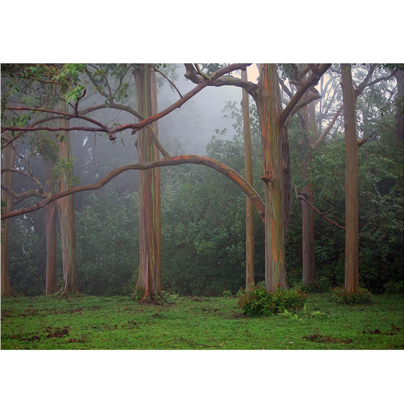 Semillas de Árbol Arcoíris de Eucalipto