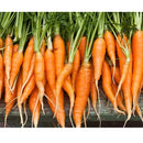 Semillas de zanahoria, Autum King (100% Heirloom/No Híbrido/No GMO). 100 semillas aproximadamente.