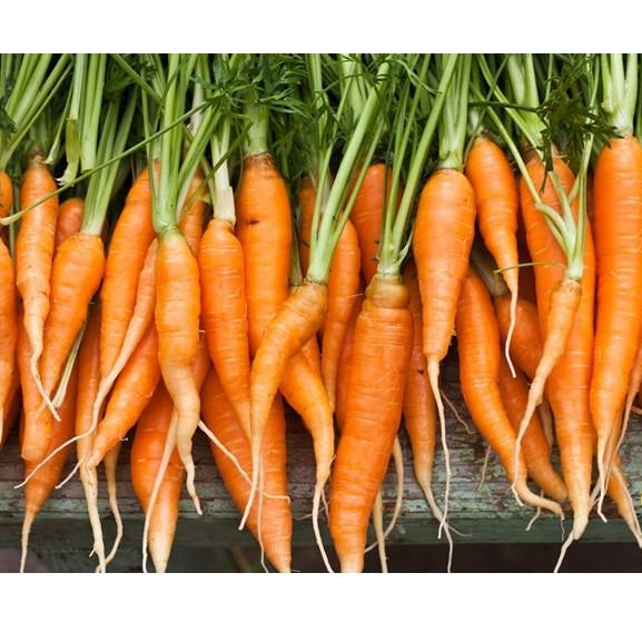 Semillas de zanahoria, Autum King (100% Heirloom/No Híbrido/No GMO). 100 semillas aproximadamente.