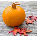 Semillas de zapallo (100% Heirloom / No Híbrida / No GMO). 10 semillas aproximadamente.