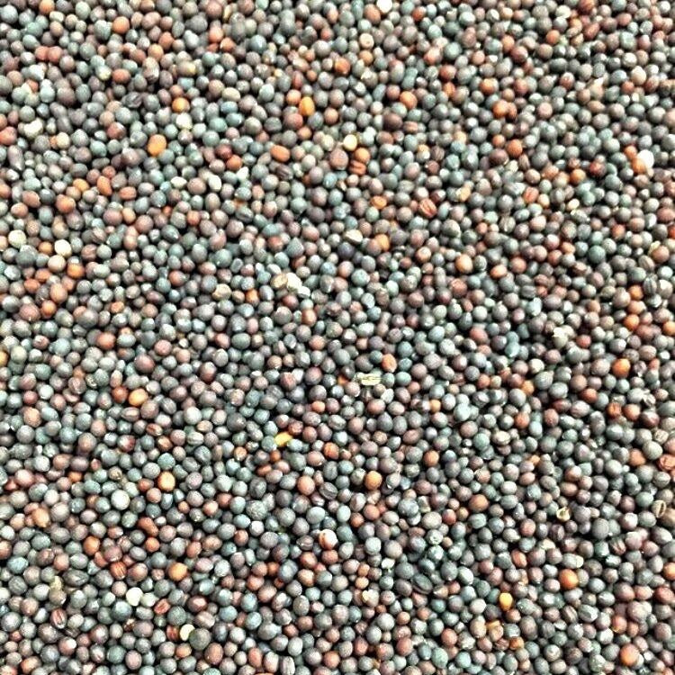 Semillas de nabo, globo de oro (100% Heirloom / No Híbrido / No GMO). 140 semillas aproximadamente