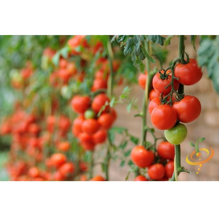 Semillas de tomate, Money Maker (100% Heirloom/No Híbrido/No GMO). 15 semillas aproximadamente