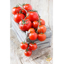 Semillas de tomate, Money Maker (100% Heirloom/No Híbrido/No GMO). 15 semillas aproximadamente