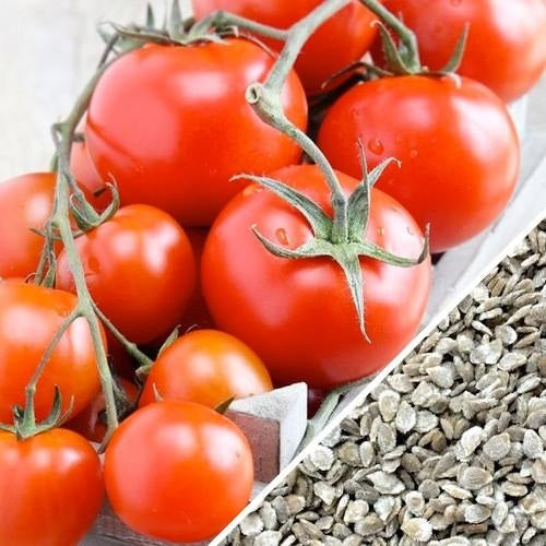 Semillas de tomate, Money Maker (100% Heirloom/No Híbrido/No GMO). 15 semillas aproximadamente