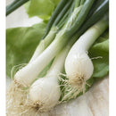 Semillas de cebollin, Lisbon (100% Heirloom/No Híbrido/No GMO). 100 semillas aproximadamente.