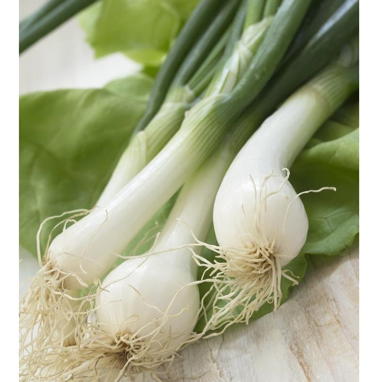 Semillas de cebollin, Lisbon (100% Heirloom/No Híbrido/No GMO). 100 semillas aproximadamente.