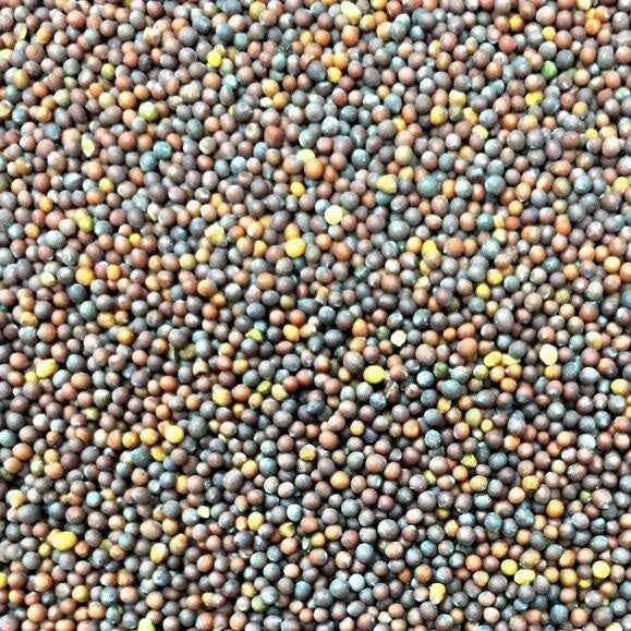 Semillas de hojas de mostaza, Green Wave (100% Heirloom/No Híbrido/No GMO). 30 semillas aprox.