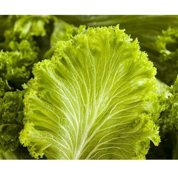 Semillas de hojas de mostaza, Green Wave (100% Heirloom/No Híbrido/No GMO). 30 semillas aprox.