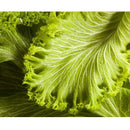 Semillas de hojas de mostaza, Green Wave (100% Heirloom/No Híbrido/No GMO). 30 semillas aprox.