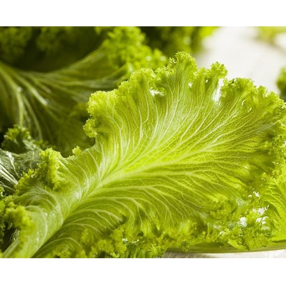 Semillas de hojas de mostaza, Green Wave (100% Heirloom/No Híbrido/No GMO). 30 semillas aprox.