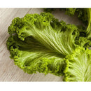 Semillas de hojas de mostaza, Green Wave (100% Heirloom/No Híbrido/No GMO). 30 semillas aprox.