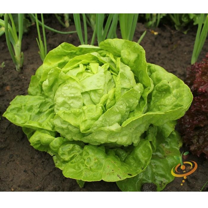 Semillas de lechuga, All Year (100% Heirloom/No Híbrido/No GMO). 200 semillas aproximadamente.