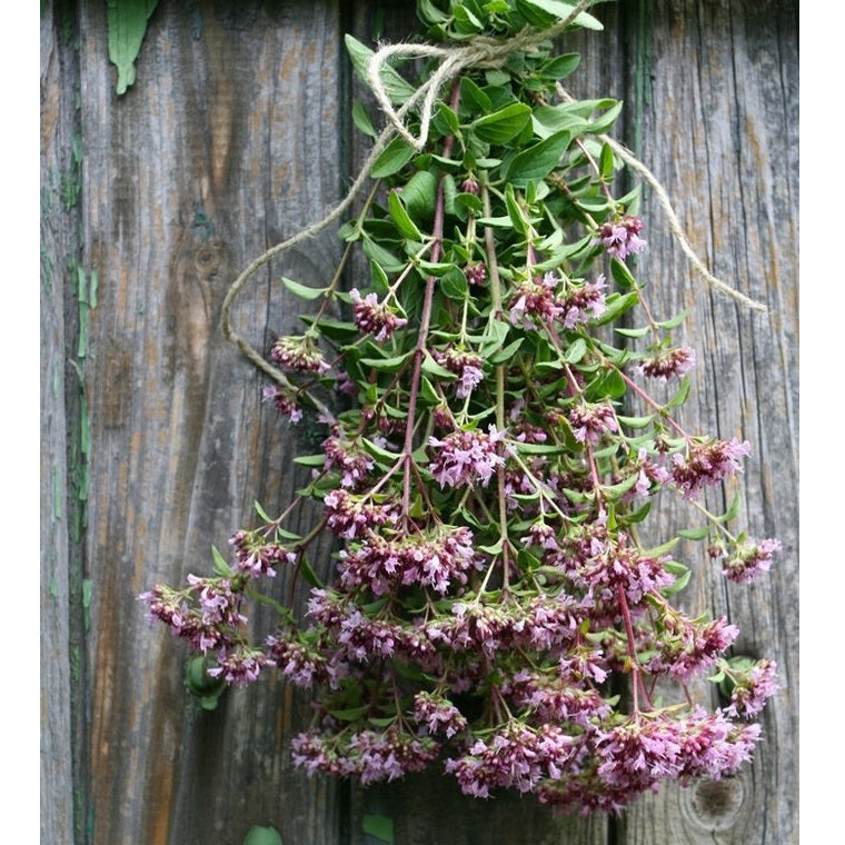 Semillas de oregano italiano (100% Heirloom/No Híbrido/No GMO). 200 semillas aproximadamente.