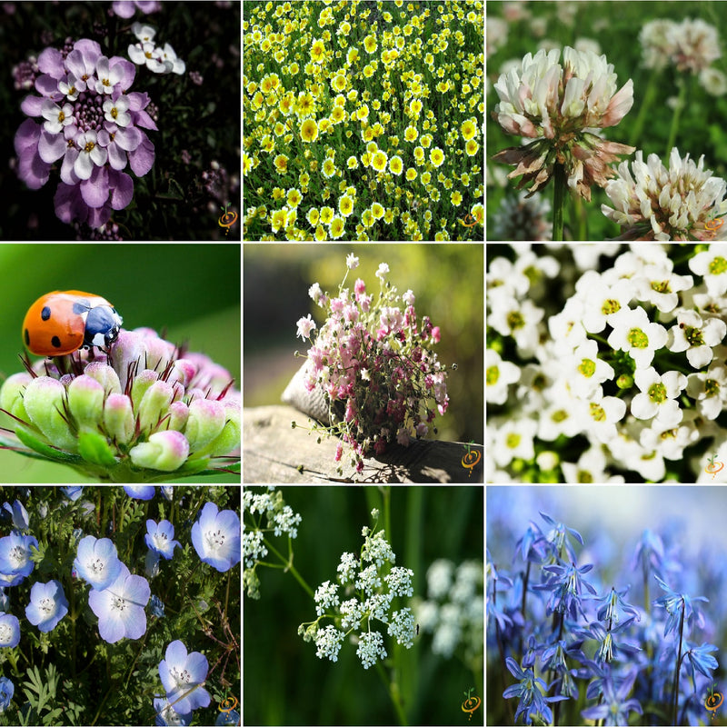 Semillas surtidas de flores silvestres para atraer insectos beneficiosos que se alimentan de plagas.