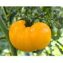 Semillas de tomate amarillo, Brandywine (100% Heirloom/No Híbrido/No GMO). 15 semillas aprox.
