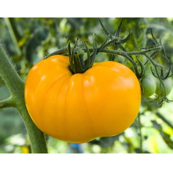 Semillas de tomate amarillo, Brandywine (100% Heirloom/No Híbrido/No GMO). 15 semillas aprox.