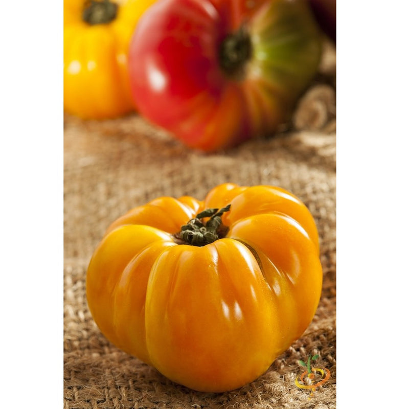 Semillas de tomate amarillo, Brandywine (100% Heirloom/No Híbrido/No GMO). 15 semillas aprox.