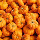 Semillas de zapallo, Jack be Little (100% Heirloom/No Híbrido/No GMO). 10 semillas aproximadamente