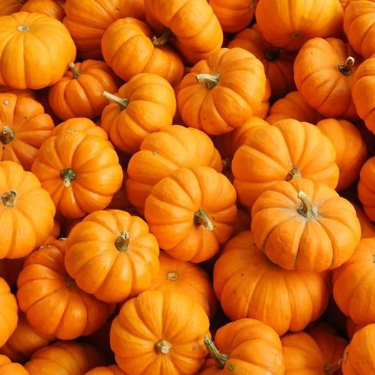 Semillas de zapallo, Jack be Little (100% Heirloom/No Híbrido/No GMO). 10 semillas aproximadamente