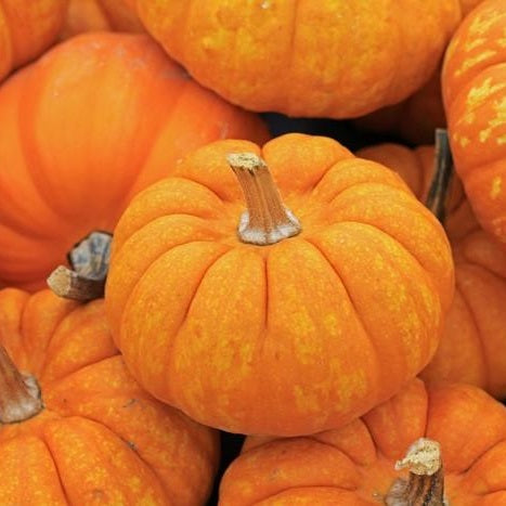 Semillas de zapallo, Jack be Little (100% Heirloom/No Híbrido/No GMO). 10 semillas aproximadamente