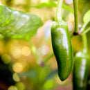 Semillas de aji (HOT) Early Jalapeño (100% Heirloom/No Híbrido/No GMO). 15 semillas aproximadamente.