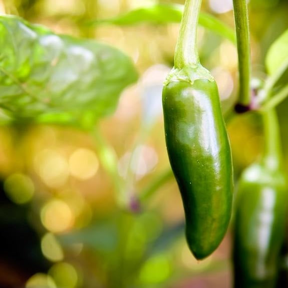 Semillas de aji (HOT) Early Jalapeño (100% Heirloom/No Híbrido/No GMO). 15 semillas aproximadamente.