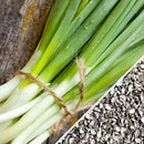 Semillas de cebollin, Evergreen Bunching (100% Heirloom/No Híbrido/No GMO). 100 semillas aprox.