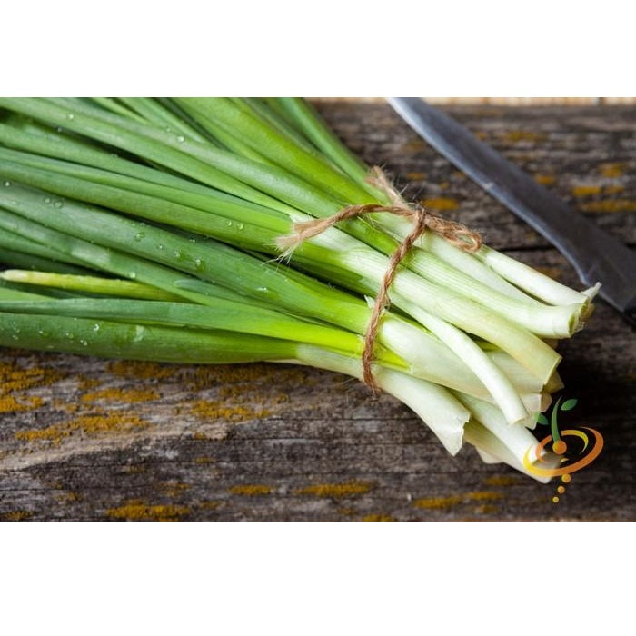 Semillas de cebollin, Evergreen Bunching (100% Heirloom/No Híbrido/No GMO). 100 semillas aprox.