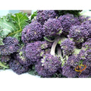 Semillas de brocoli morado (100% Heirloom/No Híbrido/No GMO). 20 semillas aproximadamente.