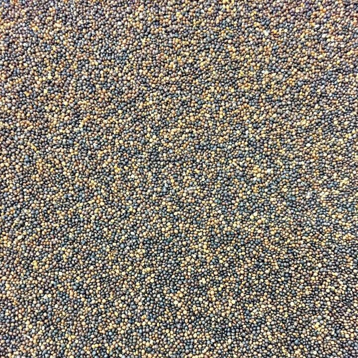 Semillas de tomillo (100% Heirloom/No Híbrido/No GMO). 310 semillas aproximadamente.