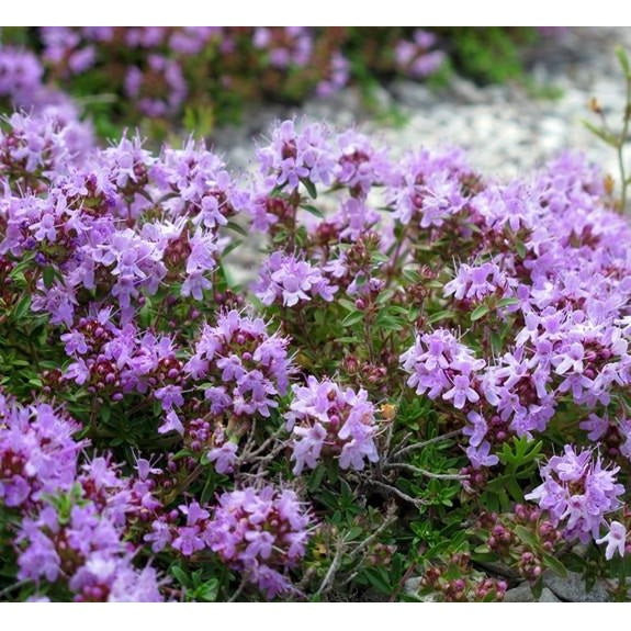 Semillas de tomillo (100% Heirloom/No Híbrido/No GMO). 310 semillas aproximadamente.