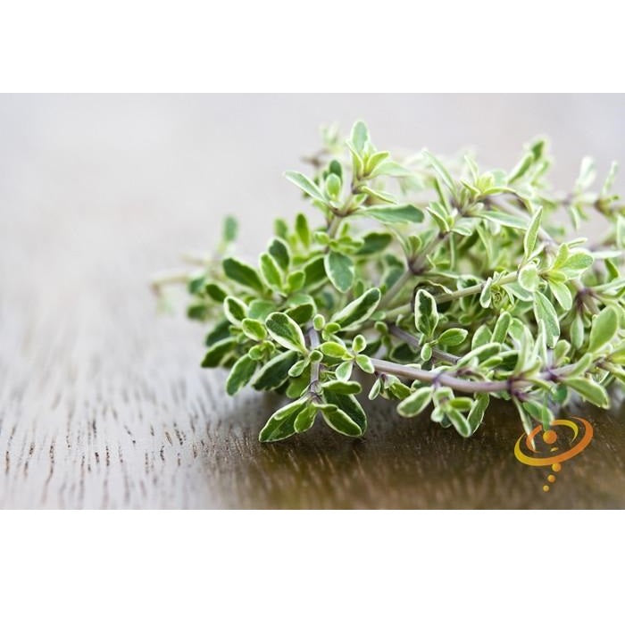 Semillas de tomillo (100% Heirloom/No Híbrido/No GMO). 310 semillas aproximadamente.