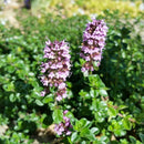 Semillas de tomillo (100% Heirloom/No Híbrido/No GMO). 310 semillas aproximadamente.