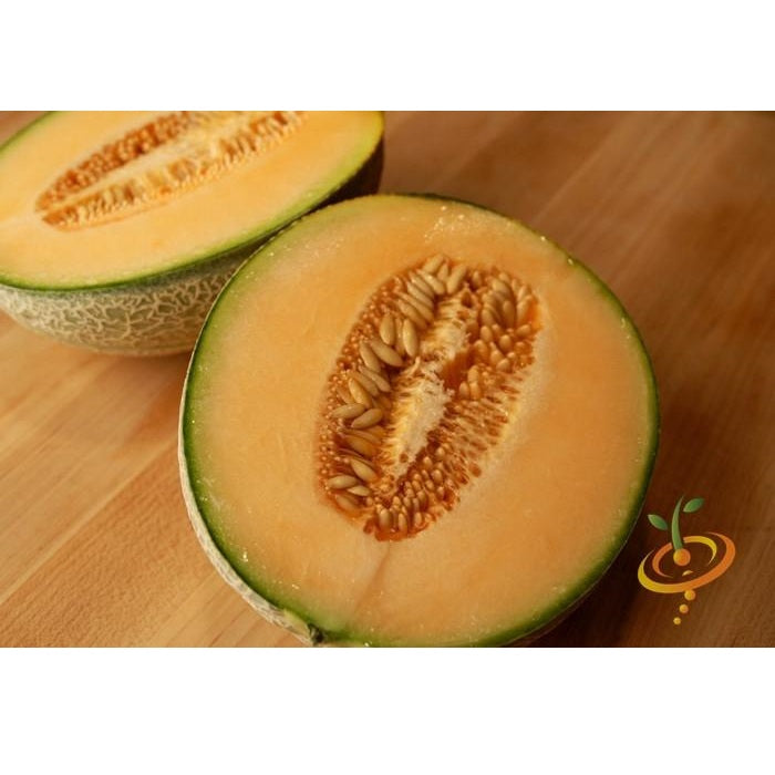 Semillas de melon, Honey Rock (100% Heirloom/No Híbrido/No GMO). 10 semillas aproximadamente.