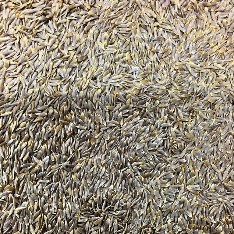 Semillas de lechuga, Crisphead (100% Heirloom/No Híbrido/No GMO). 190 semillas aproximadamente.