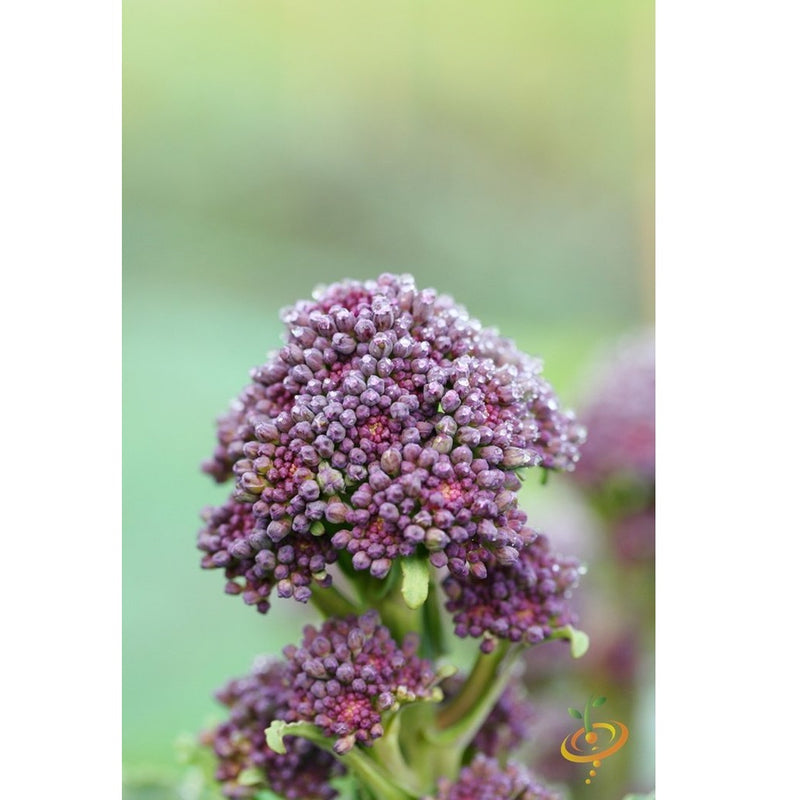 Semillas de brocoli morado (100% Heirloom/No Híbrido/No GMO). 20 semillas aproximadamente.