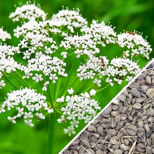 Semillas de anis (100% Heirloom/No Híbrido/No GMO). 100 semillas aproximadamente.