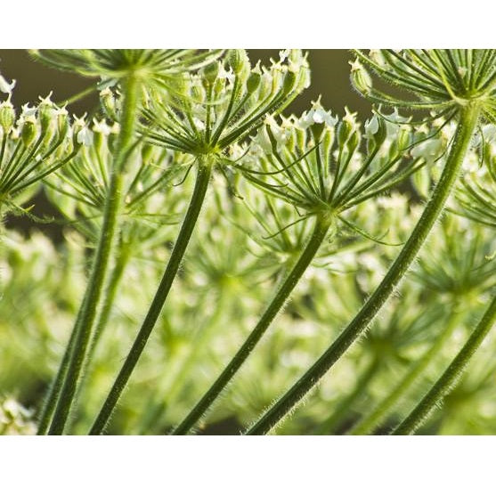 Semillas de anis (100% Heirloom/No Híbrido/No GMO). 100 semillas aproximadamente.