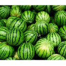 Semillas de sandia, Crimson Dulce (100% Heirloom / No Híbrido / No GMO). 10 semillas aproximadamente