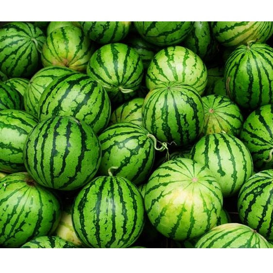 Semillas de sandia, Crimson Dulce (100% Heirloom / No Híbrido / No GMO). 10 semillas aproximadamente