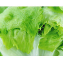 Semillas de lechuga, Crisphead (100% Heirloom/No Híbrido/No GMO). 190 semillas aproximadamente.