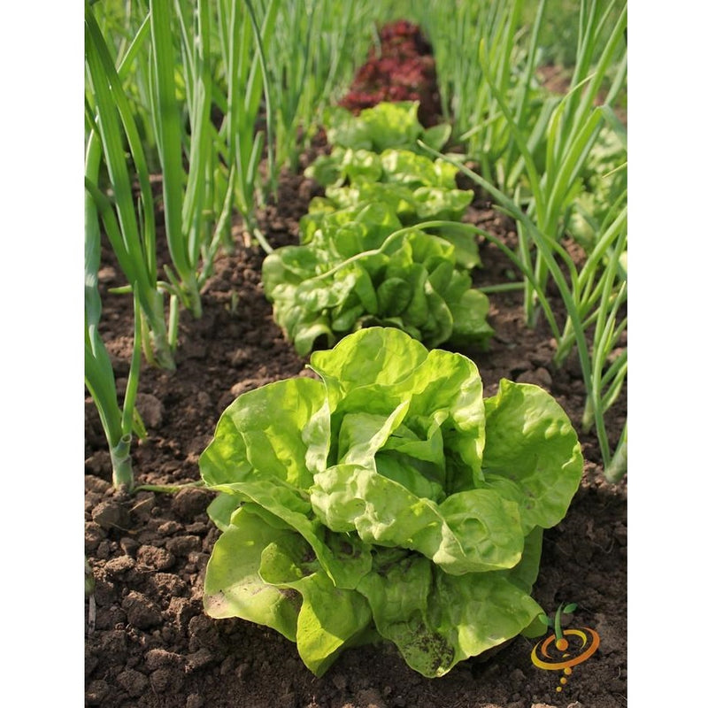Semillas de lechuga, All Year (100% Heirloom/No Híbrido/No GMO). 200 semillas aproximadamente.