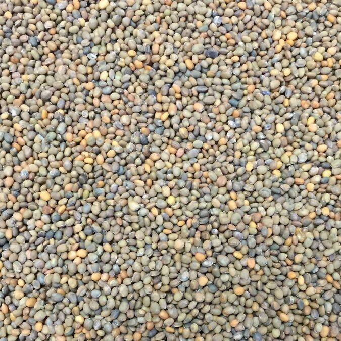 Semillas de rucula, Roquette (100% Heirloom/No Híbrido/No GMO). 150 semillas aproximadamente.