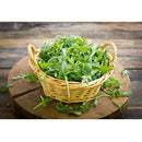 Semillas de rucula, Roquette (100% Heirloom/No Híbrido/No GMO). 150 semillas aproximadamente.