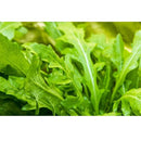 Semillas de rucula, Roquette (100% Heirloom/No Híbrido/No GMO). 150 semillas aproximadamente.