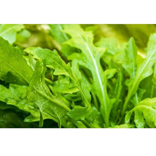 Semillas de rucula, Roquette (100% Heirloom/No Híbrido/No GMO). 150 semillas aproximadamente.